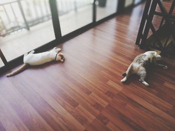 High angle view of dog sitting on hardwood floor at home