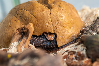 High angle view of bread on wood