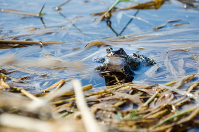 Close-up of fish swimming in lake