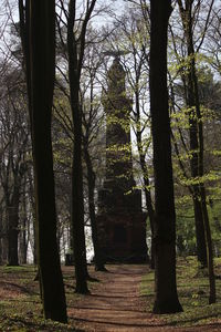 Trees in sunlight