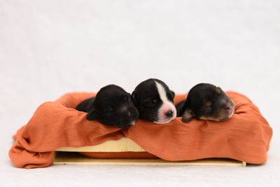 Puppy relaxing on white background