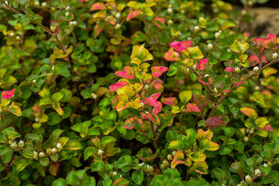 High angle view of flowering plants