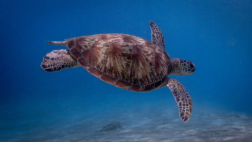 Swimming green sea turtle at pagkilatan