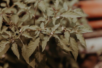 Close-up of dry leaves on plant
