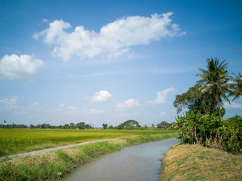 Scenic view of paddy field against sky in malaysia.