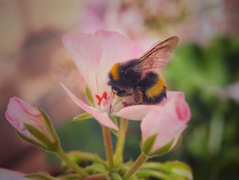 Close-up of bee pollinating on pink flower