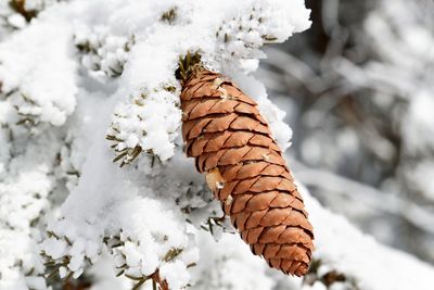 Close-up of pine cone on snow