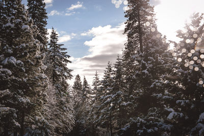 Low angle view of trees in forest against sky