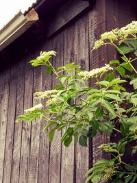 Plant growing on wooden wall