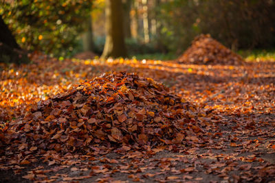 Surface level of dry leaves on field