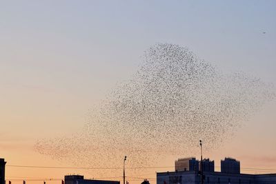 Low angle view of birds flying in city against sky