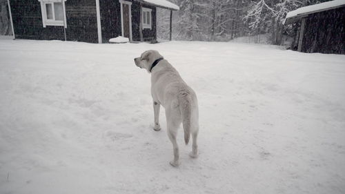 Dog on snow covered landscape during winter