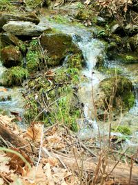 Stream flowing through rocks in forest