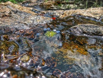 High angle view of turtle in water