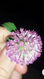 Close-up of cropped hand holding flower