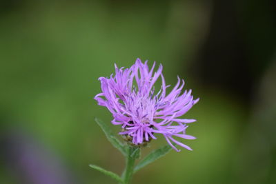 Close-up of purple flower