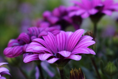 Close-up of pink flowering plant in park