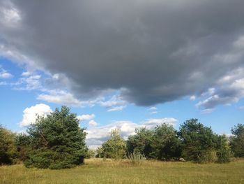 Trees on field against sky