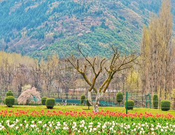 Scenic view of flowering plants and trees in park