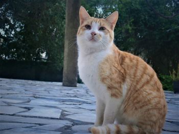 Cat looking away while sitting on tree