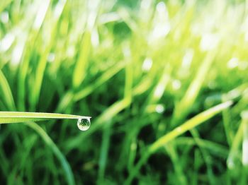 Close-up of grass