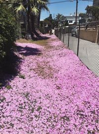 View of flowers in city