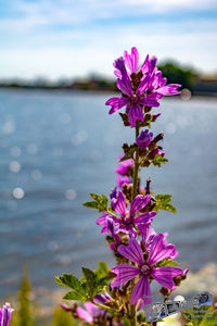 Close-up of pink flowering plant against lake