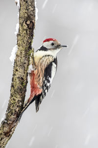 Bird perching on a tree