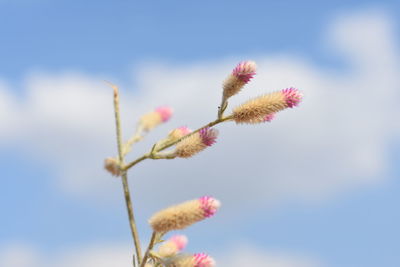 Close-up of pink flowering plant against sky