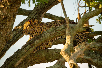 Leopard lies in tree staring through branches