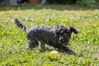 Portrait of puppy with ball on grass