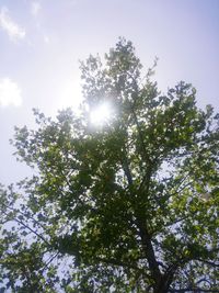 Low angle view of trees against sky