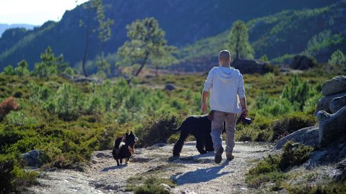Rear view of man with dogs walking on mountain