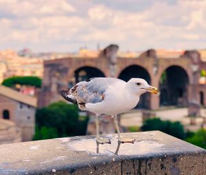 Seagull perching on retaining wall