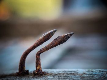 Close-up of rusty metal on table
