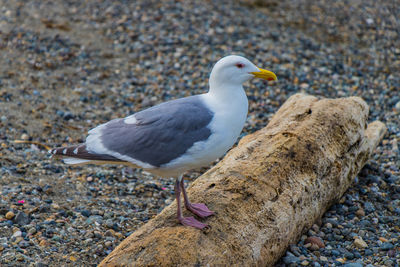 Close-up of seagull perching on rock