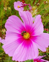 Close-up of bee on pink flower