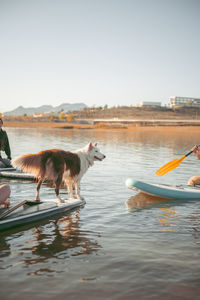 View of dog in the lake