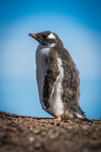 Close-up of young penguin on field against clear sky