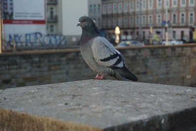 Pigeon perching on retaining wall