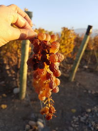 Close-up of hand holding flowers