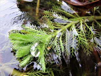 High angle view of wet plant floating on water