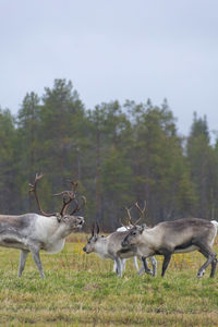 Reindeers in finish lapland