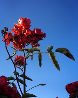 Low angle view of red flowers against clear sky