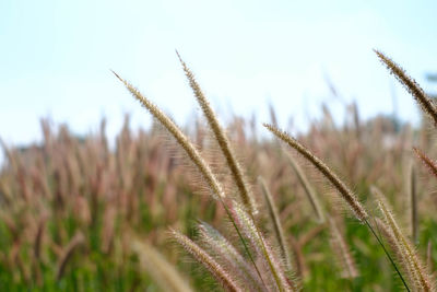 Close-up of stalks in field against sky