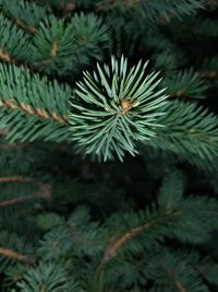 Close-up of pine tree