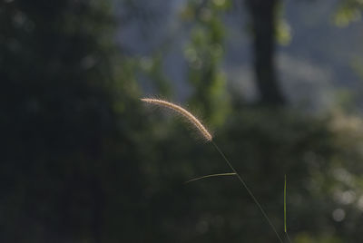 Close-up of stalks in field