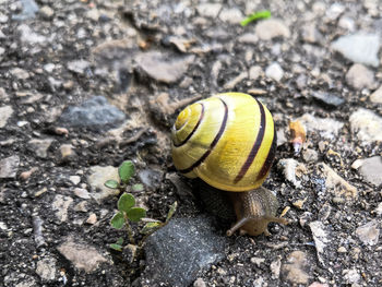 Close-up of snail on rock