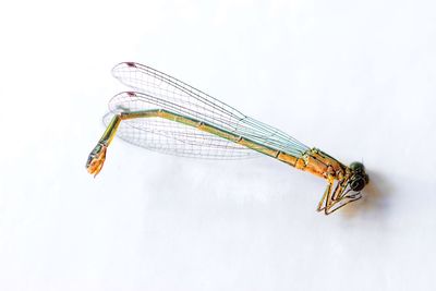 Close-up of butterfly on white background