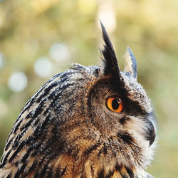 Close-up portrait of an eagle owl